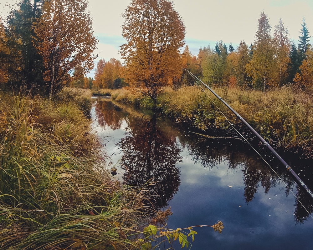 14.9.2021 Ruska at Kienajajoki, Finnish Lapland