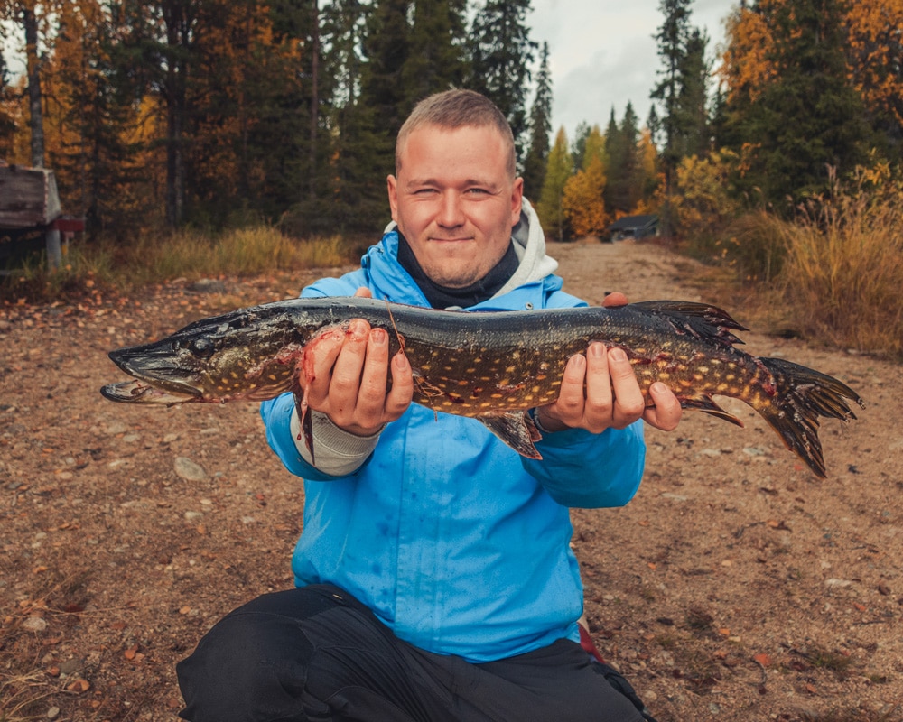 18.9.2021 Man holding northern pike caught during autumn.