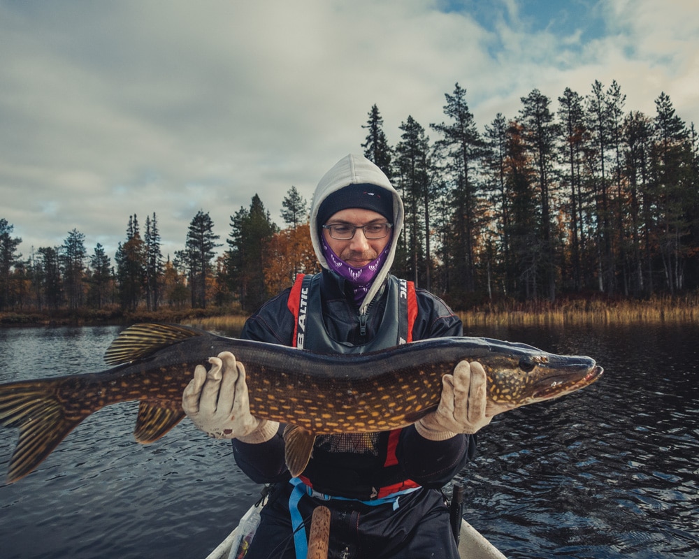 17.9.2021 Huge pike from Saittajärvi, Finnish Lapland.