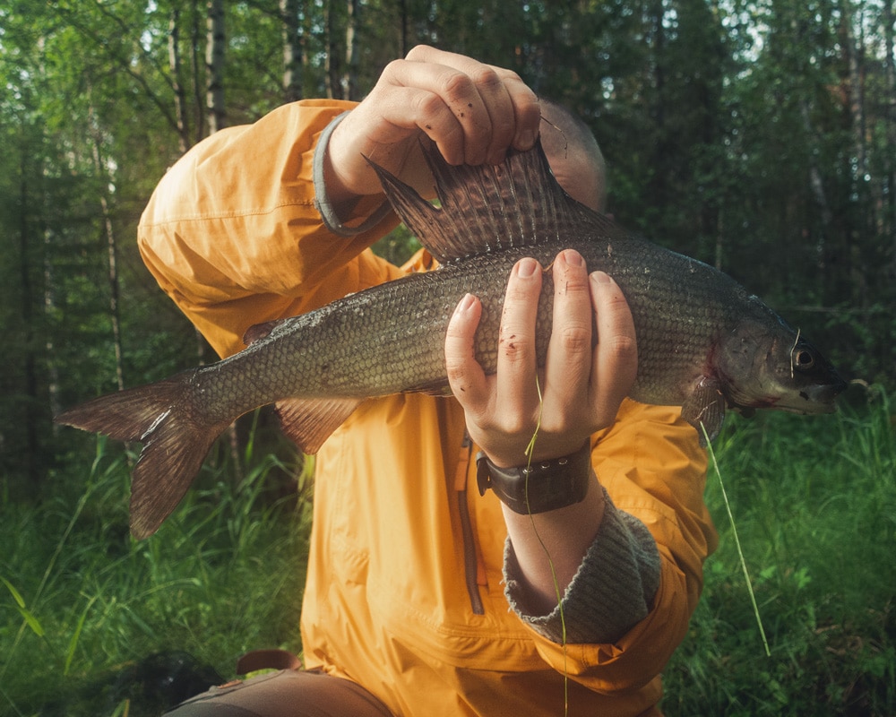 21.7.2021 Grayling from Taapajoki, Finnish Lapland.