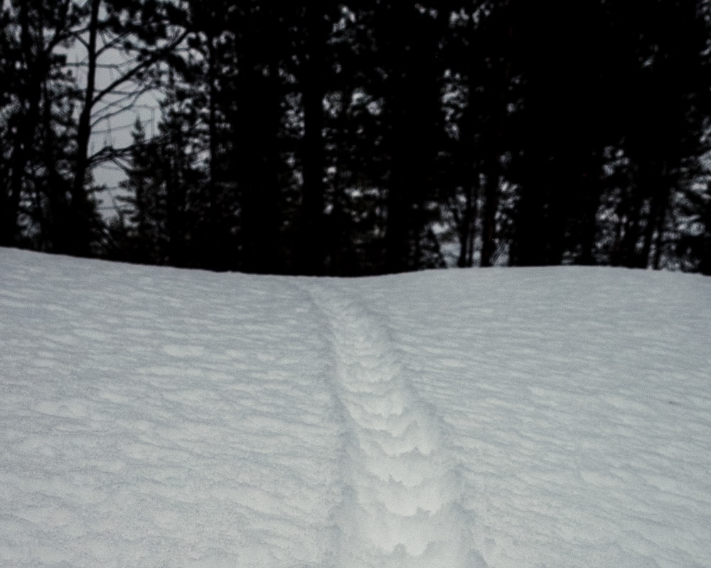 5.3.2022 animal tracks on snow.