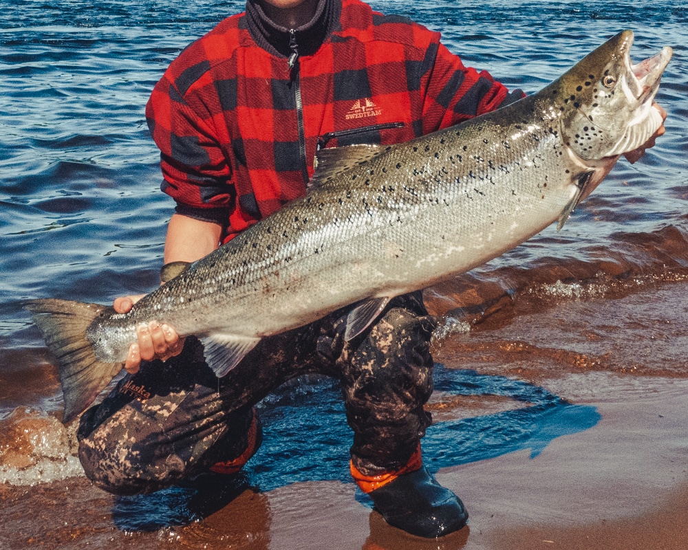 28.6.2020 Atlantic salmon from Torniojoki.