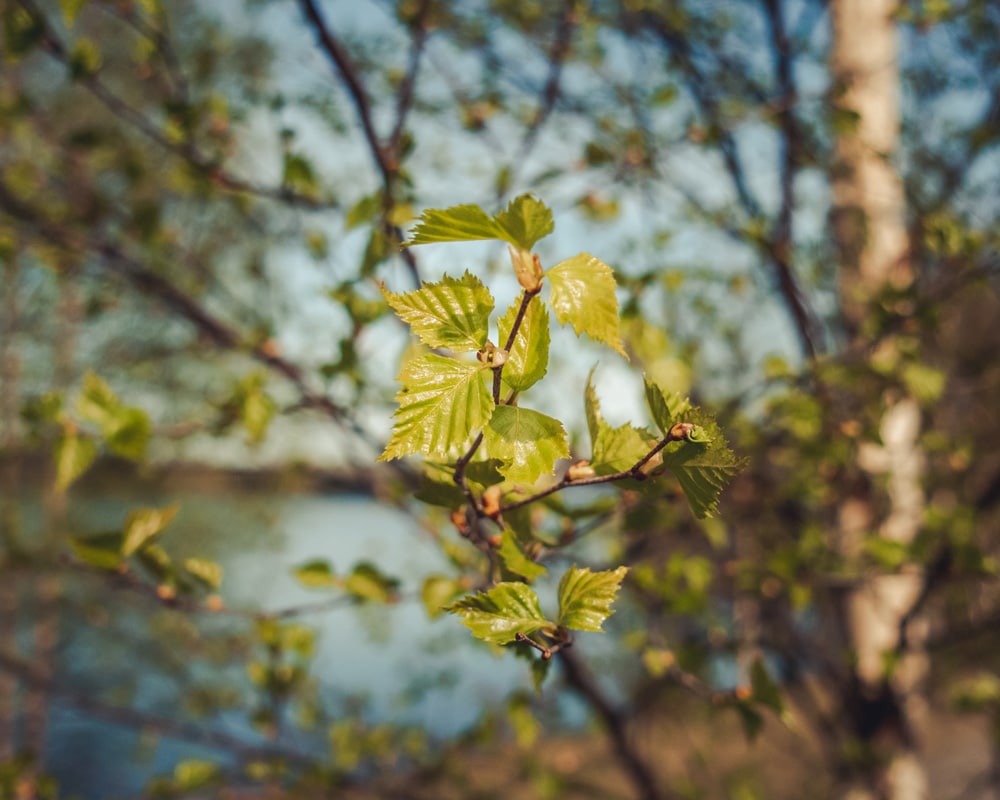 24.5.2022 First leaves of the summer at Arctic Circle.