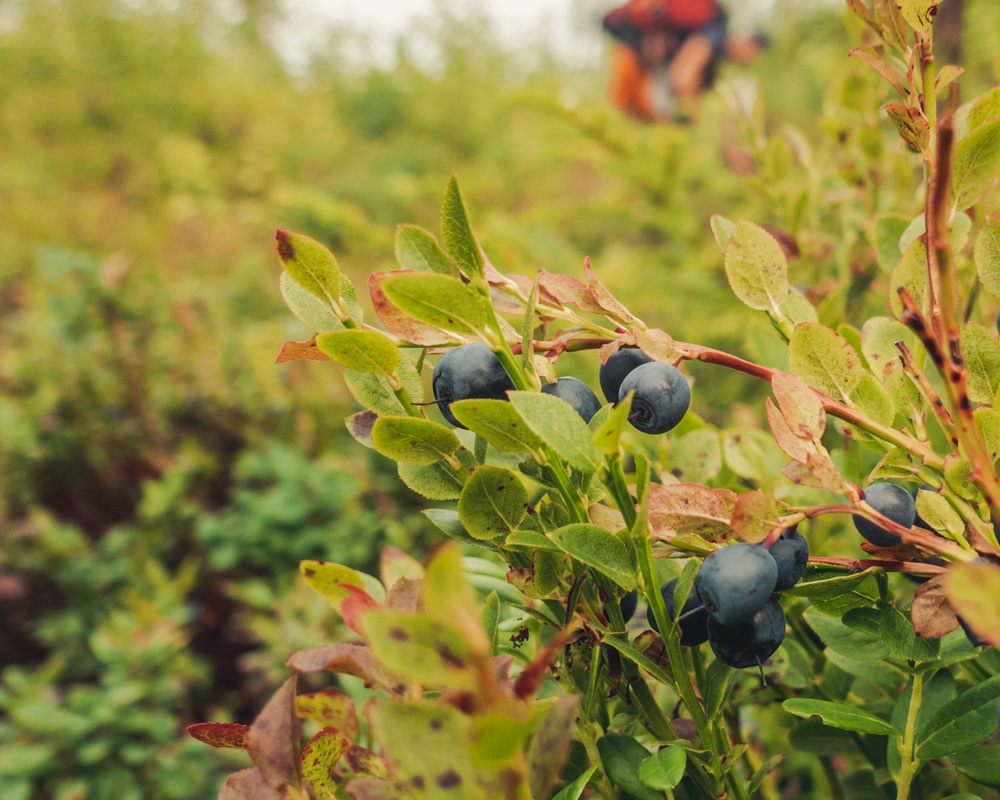 Blueberries Komottavaara Rovaniemi Finland