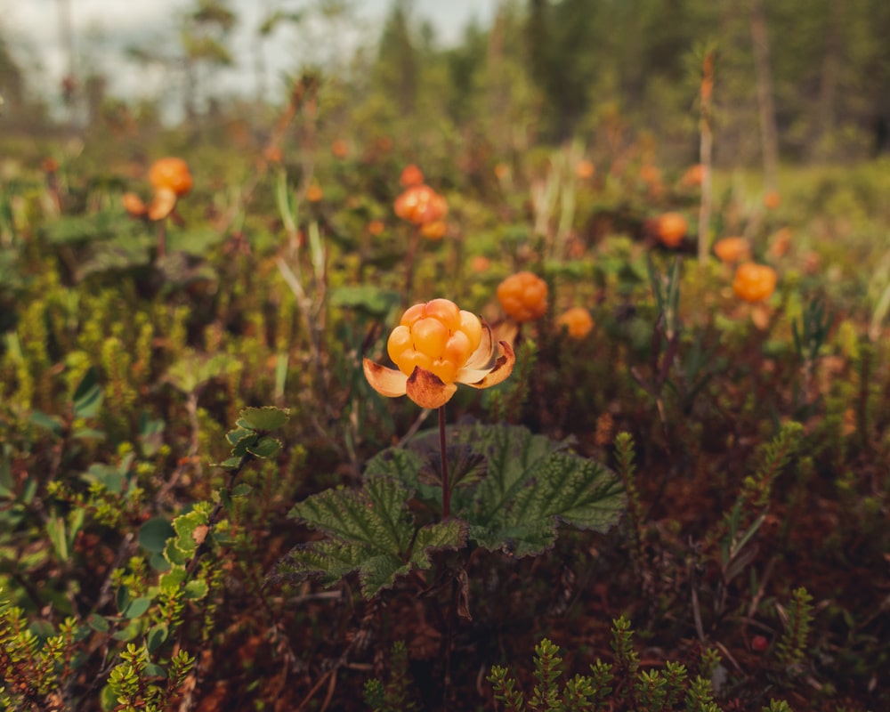 18.7.2022 Cloudberries Lapland