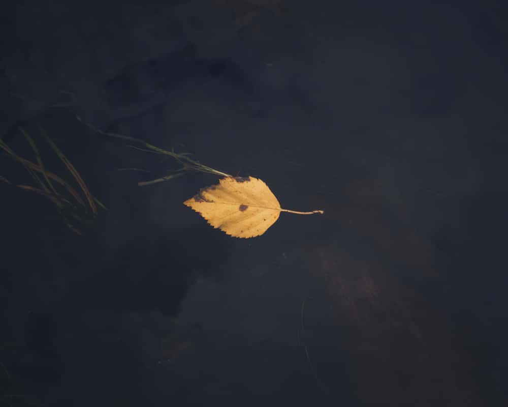 21.8.2022 Leaf in Taapajoki, Finland