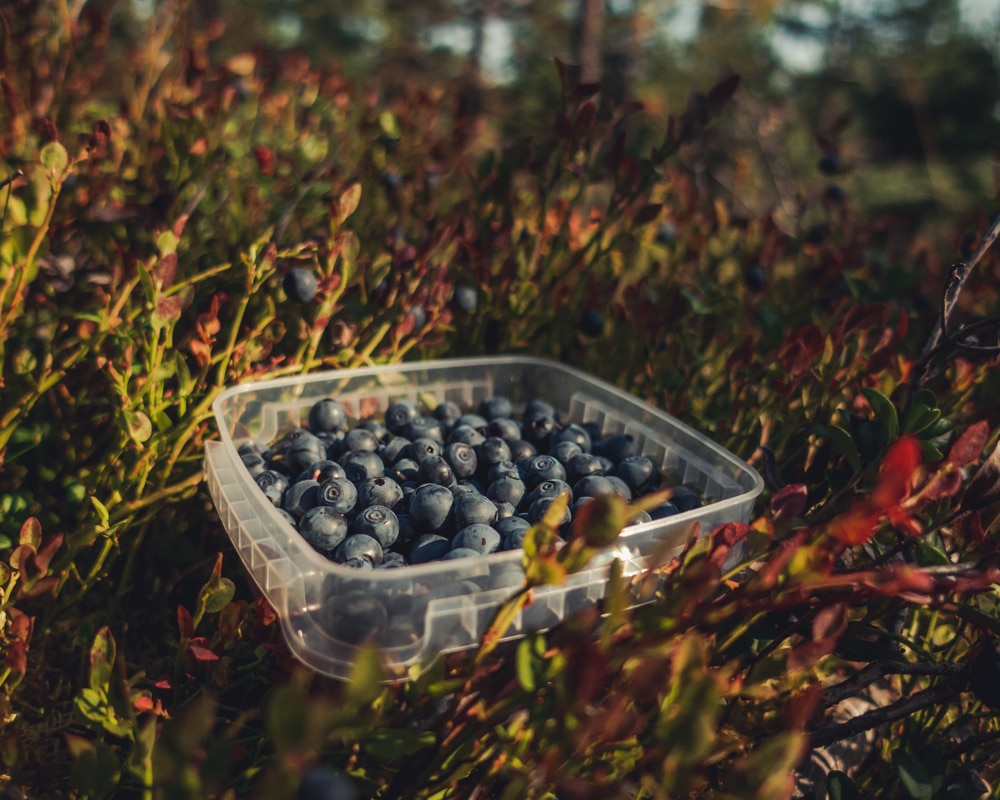 26.8.2022 Blueberries at Kuoksajärvi Lapland