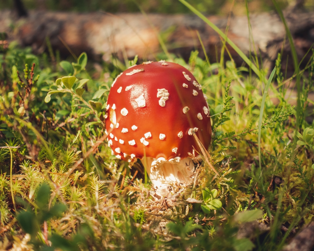 11.8.2022 red mushroom in Lapland Finland