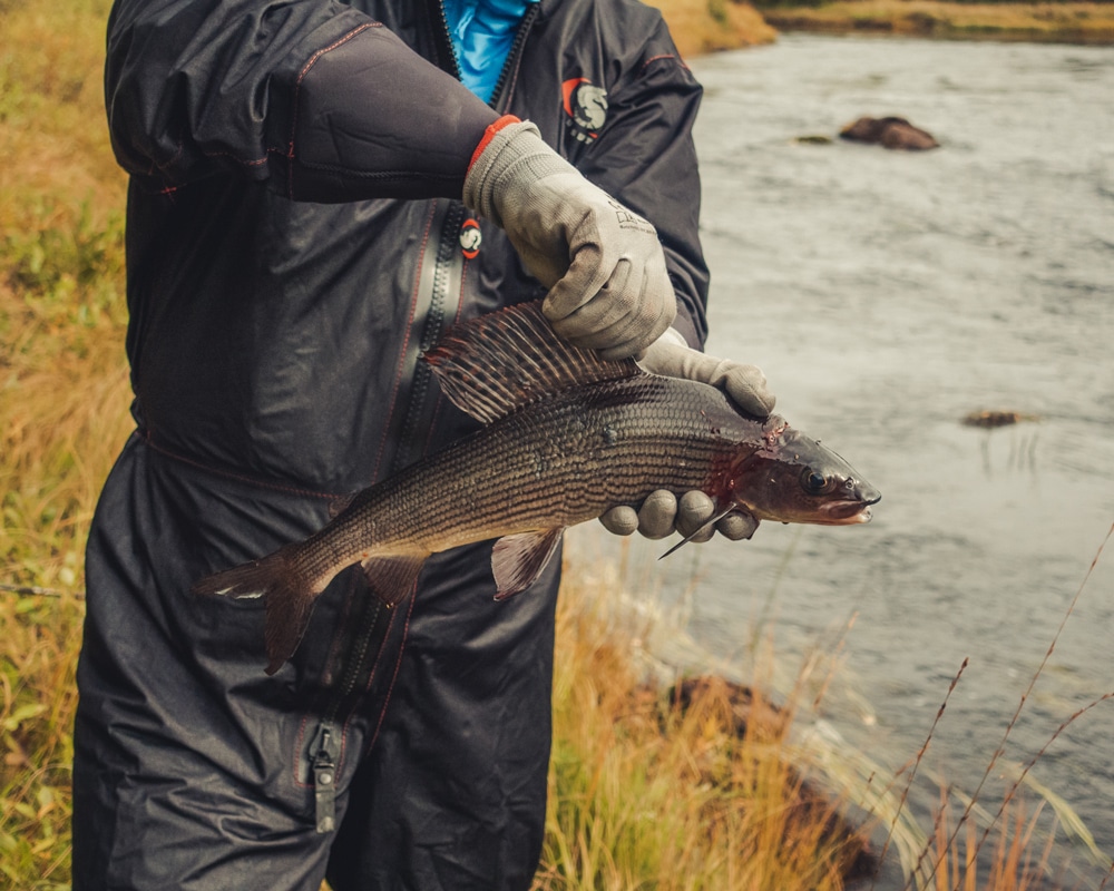 9.9.2022 Grayling 43cm from Meltausjoki Lapland