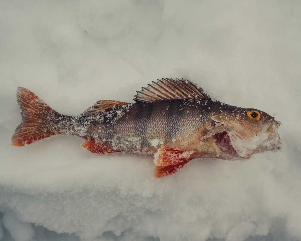 19.2.2023 European Perch from Ounasjoki, Lapland.